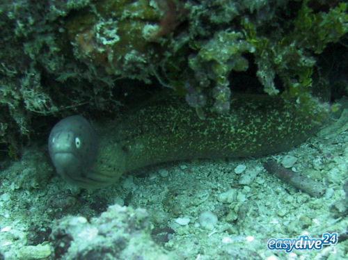 Graue Mur�ne Gymnothorax griseus