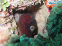 Octopus vulgaris