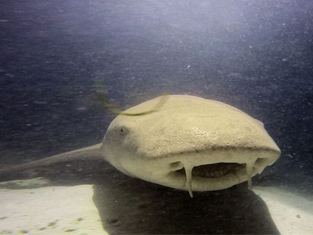 Ammenhai Nebrius ferrugineus