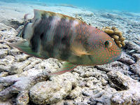 Cheilinus trilobatus