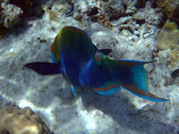 Scarus prasiognathos