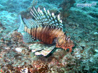 Rotfeuerfisch Pterois miles