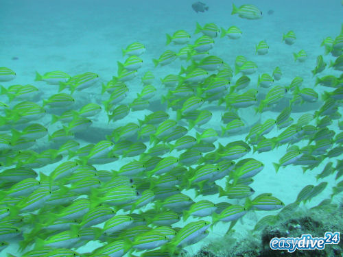 Blaustreifenschnapper Lutjanus kasmira