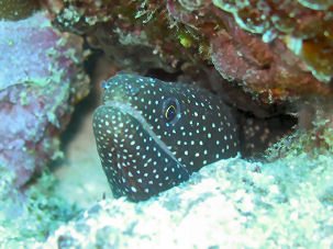 Perlenmur�ne an der Stella Maru