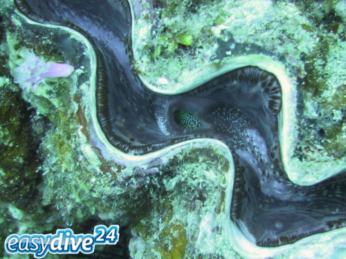 M�rdermuschel Tridacna gigas