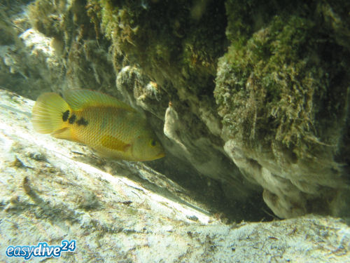 Cichlasoma urophthalmus