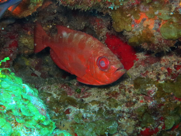 Grossaugenbarsch Priacanthus arenatus