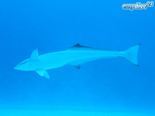 Schiffshalter Remora remora