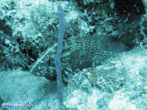 Cephalopholis cruentata