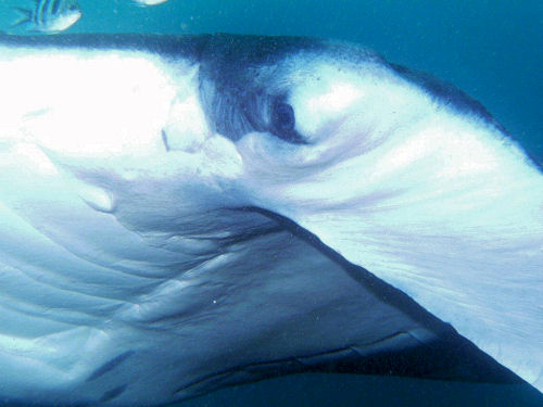 Manta birostris