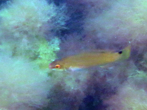 Acantholabrus palloni