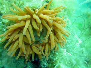 Braue Seedahlie / Dickh�rnige Seerose Urticina felina