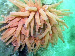 Braune Seedahlie Urticina felina