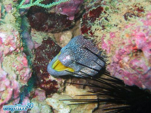 Gelbmaulmur�ne Gymnothorax nudivomer