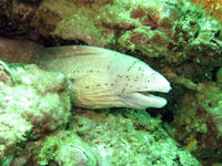 Graue Mur�ne Gymnothorax griseus