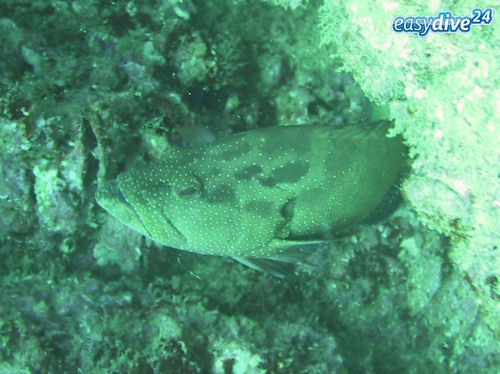 Cephalopholis hemistiktos