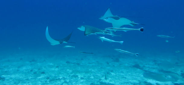 Tauchen auf den Seychellen