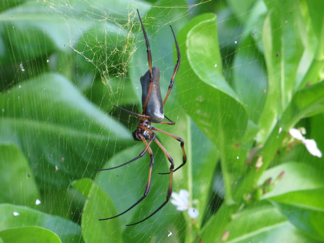 Bel Ombre Treasure and Heritage Site