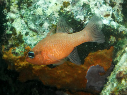 Meerbarbenk�nig Apogon imberbis