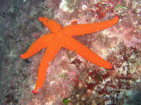 Seestern Echinaster sepositus