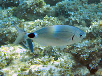 Brandbrasse Oblada melanura