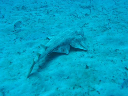 Engelhai vor Fuerteventura