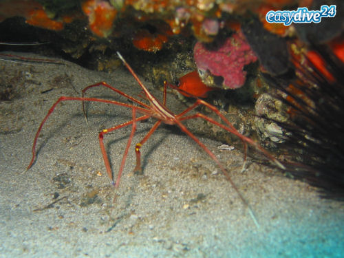 Spinnenkrabbe Stenorhynchus lanceolatus