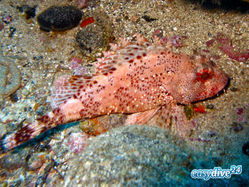 Drachenkopf Scorpaena elongata