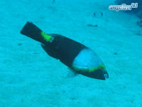 Mittelmeer-Papageifisch Sparisoma cretense