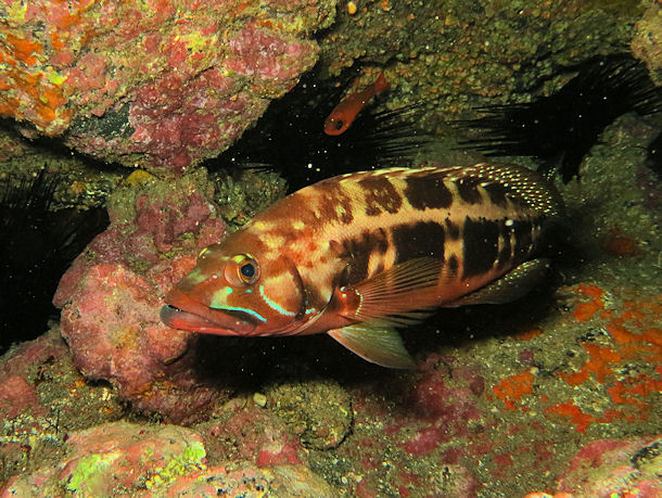 S�gebarsch Serranus atricauda