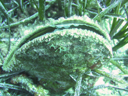 Gro�e Steckmuschel