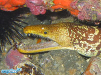 Tigermur�ne Enchelycore anatina