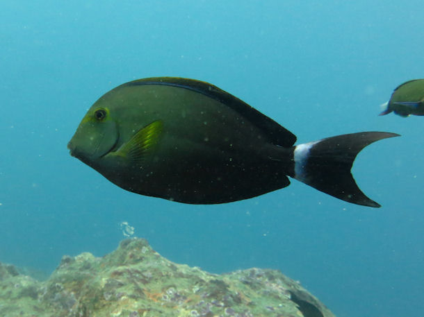 Acanthurus xanthopterus