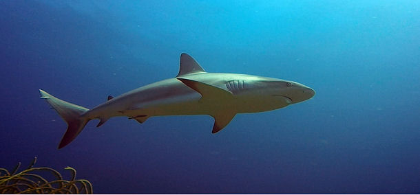 Riffhai am Shark Hotel