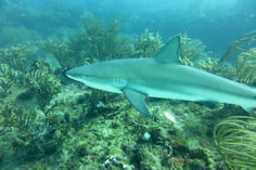 Shark Diving St Maarten