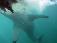 Tauchen mit Wei�en Haien