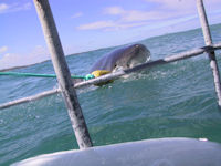 Wei�haitauchen in S�dafrika