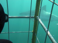 Tauchen mit Wei�en Haien