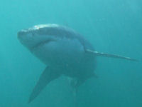 White Shark Carcharodon carcharias