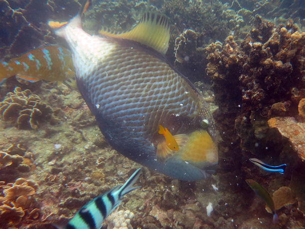 Balistoides viridescens