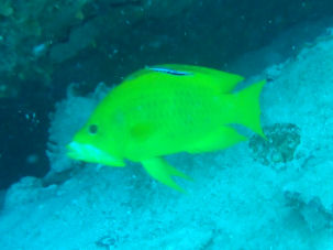 St�lpmaul-Lippfisch Epibulus insidiator