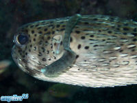 Chilomycterus affinis