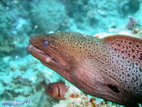 Riesenmur�ne Gymnothorax javanicus