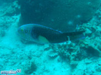 Thalassoma amblycephalum