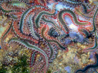 Feuerw�rmer Hermodice carunculata