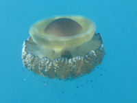 Spiegelei-Qualle Cotylorhiza tuberculata