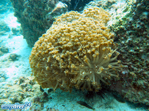 Margeritenkoralle Goniopora sp.