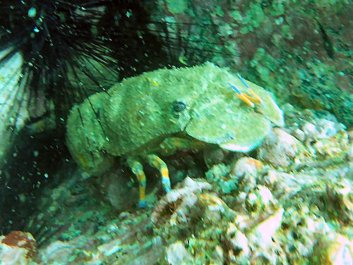 B�renkrebs Thenus orientalis