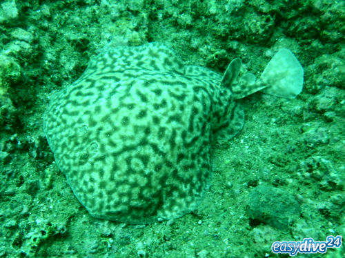 Bogenstirn-Zitterrochen