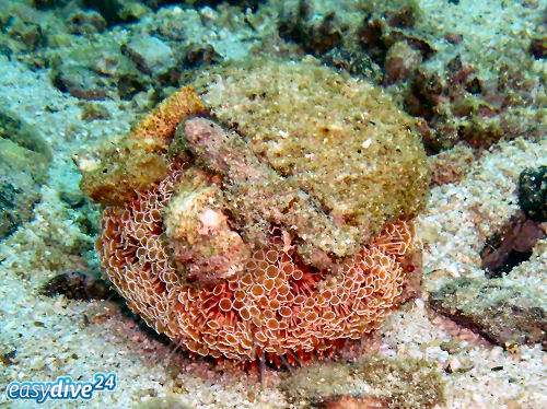 Toxopneustes pileolus